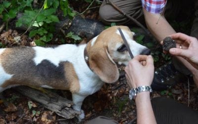 Trüffelexkursion in Oberdorf